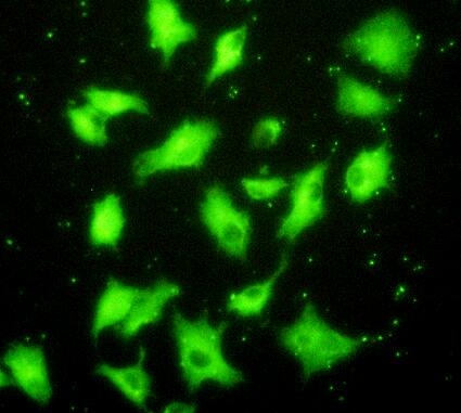 Polyclonal Antibody to X-Ray Repair Cross Complementing 6 (XRCC6)