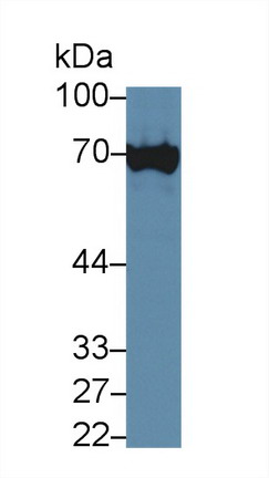 Polyclonal Antibody to X-Ray Repair Cross Complementing 6 (XRCC6)