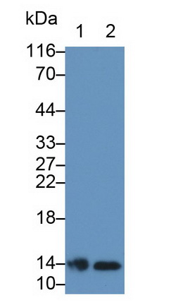 Polyclonal Antibody to Galectin 1 (GAL1)