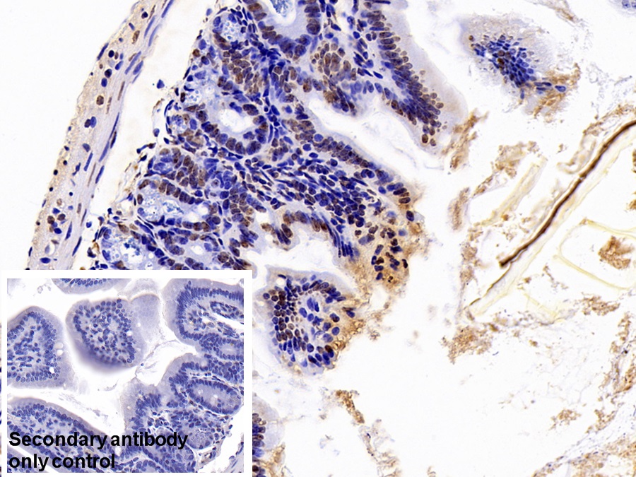 Polyclonal Antibody to Heterogeneous Nuclear Ribonucleoprotein A2/B1 (HNRPA2B1)