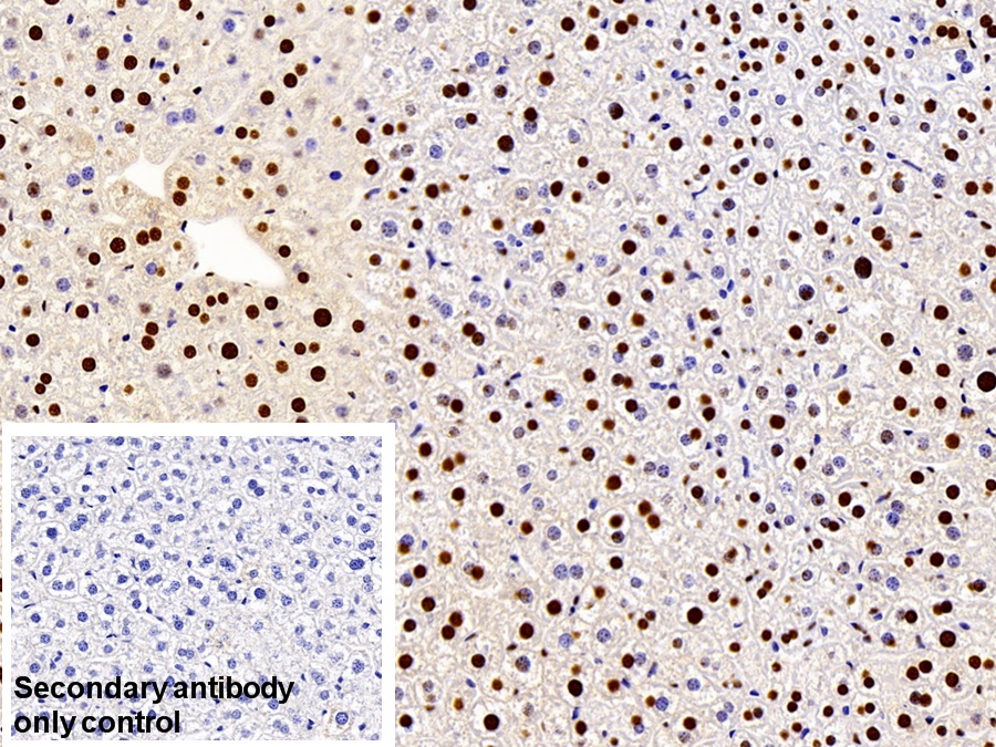 Polyclonal Antibody to Heterogeneous Nuclear Ribonucleoprotein A2/B1 (HNRPA2B1)