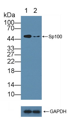 Polyclonal Antibody to Sp100 Nuclear Antigen (Sp100)