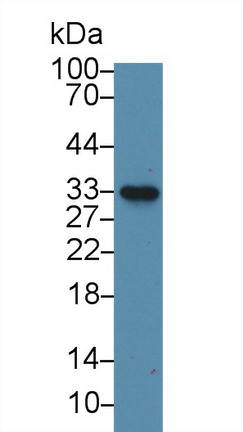 Polyclonal Antibody to Nitric Oxide Synthase Interacting Protein (NOSIP)