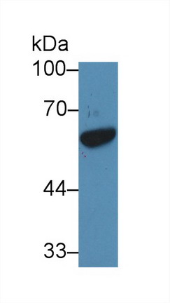 Polyclonal Antibody to GATA Binding Protein 1 (GATA1)