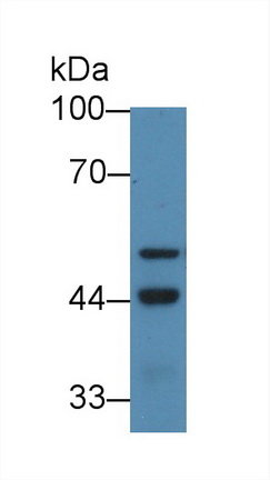 Polyclonal Antibody to GATA Binding Protein 1 (GATA1)