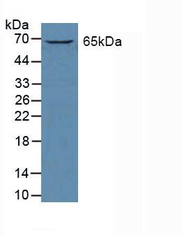 Polyclonal Antibody to GATA Binding Protein 2 (GATA2)