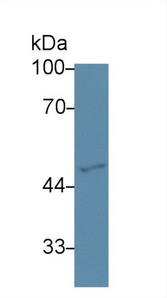 Polyclonal Antibody to GATA Binding Protein 2 (GATA2)