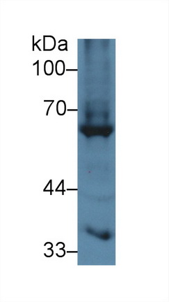 Polyclonal Antibody to GATA Binding Protein 2 (GATA2)