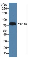 Polyclonal Antibody to Latrophilin 3 (LPHN3)