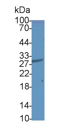 Polyclonal Antibody to Fibroblast Growth Factor 5 (FGF5)