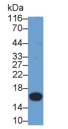 Polyclonal Antibody to Protein Kinase Inhibitor Beta (PKIb)