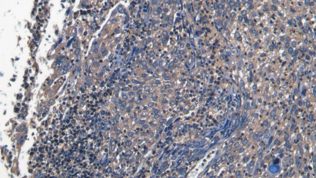 Polyclonal Antibody to Platelet/Endothelial Cell Adhesion Molecule (PECAM1)