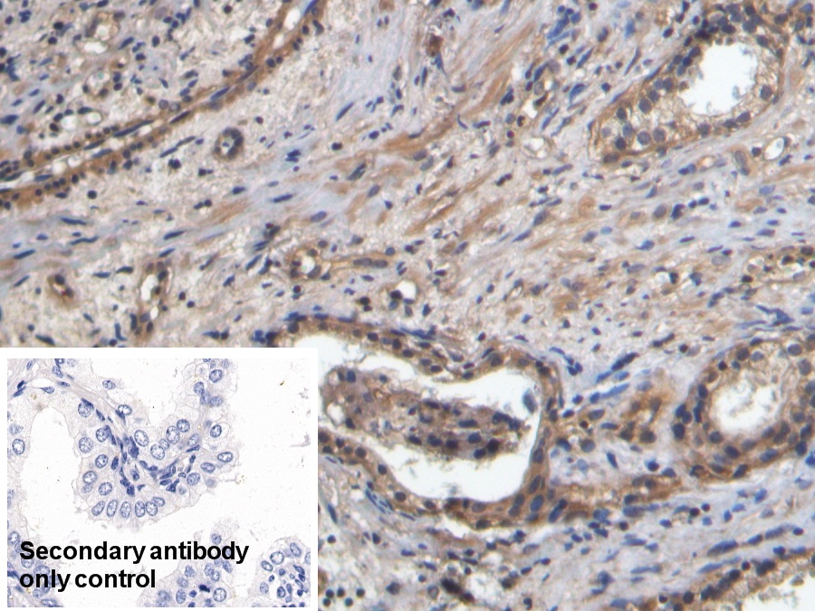 Polyclonal Antibody to Platelet/Endothelial Cell Adhesion Molecule (PECAM1)