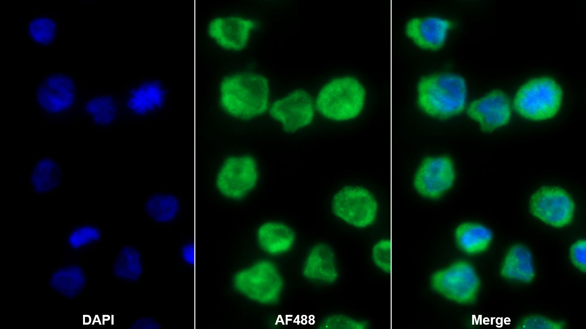 Polyclonal Antibody to Platelet/Endothelial Cell Adhesion Molecule (PECAM1)