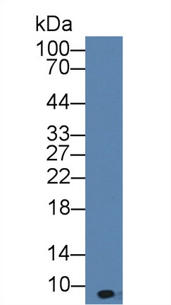 Polyclonal Antibody to Chemokine (C-X-C motif) ligand 7 ( CXCL7)