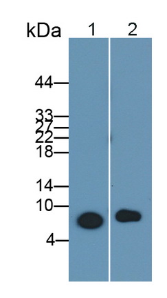 Polyclonal Antibody to Chemokine (C-X-C motif) ligand 7 ( CXCL7)