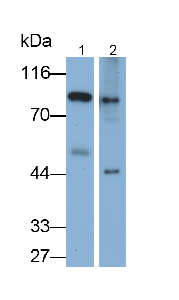 Polyclonal Antibody to Gelsolin (GSN)