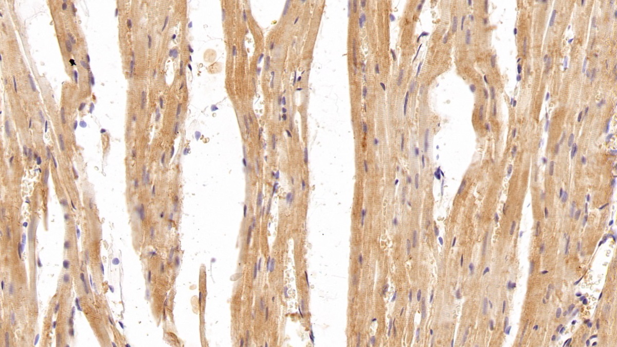 Polyclonal Antibody to Gelsolin (GSN)