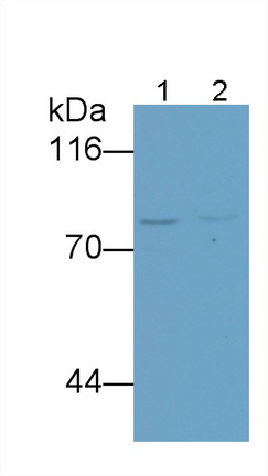 Polyclonal Antibody to Gelsolin (GSN)