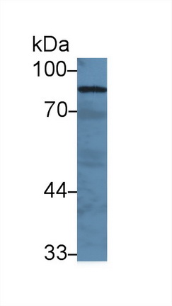 Polyclonal Antibody to Gelsolin (GSN)