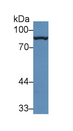 Polyclonal Antibody to Gelsolin (GSN)