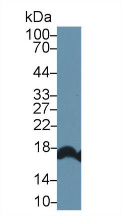 Polyclonal Antibody to Retinol Binding Protein 2, Cellular (RBP2)