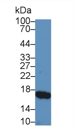 Polyclonal Antibody to Retinol Binding Protein 2, Cellular (RBP2)