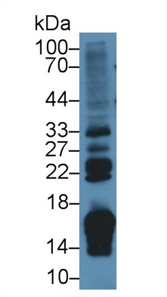 Polyclonal Antibody to Retinol Binding Protein 2, Cellular (RBP2)