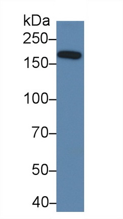 Polyclonal Antibody to Phosphoinositide-3-Kinase Class-2-Alpha Polypeptide (PIK3C2a)