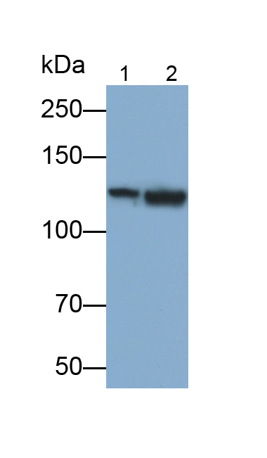 Polyclonal Antibody to Complement Component 3a (C3a)