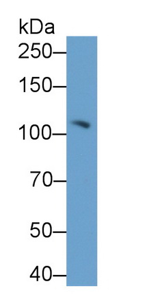 Polyclonal Antibody to Complement Component 3a (C3a)