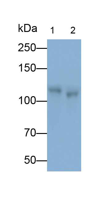 Polyclonal Antibody to Complement Component 3a (C3a)