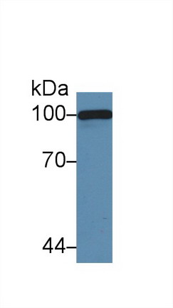 Polyclonal Antibody to Complement Component 5a (C5a)