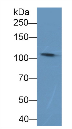 Polyclonal Antibody to Complement Component 5a (C5a)