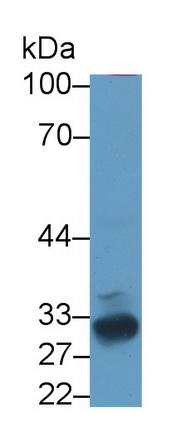 Polyclonal Antibody to Follistatin (FS)