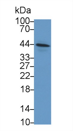 Polyclonal Antibody to Inhibin Alpha (INHa)