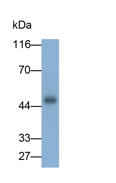 Polyclonal Antibody to Inhibin Alpha (INHa)