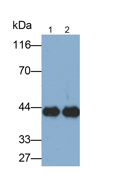 Polyclonal Antibody to Inhibin Alpha (INHa)