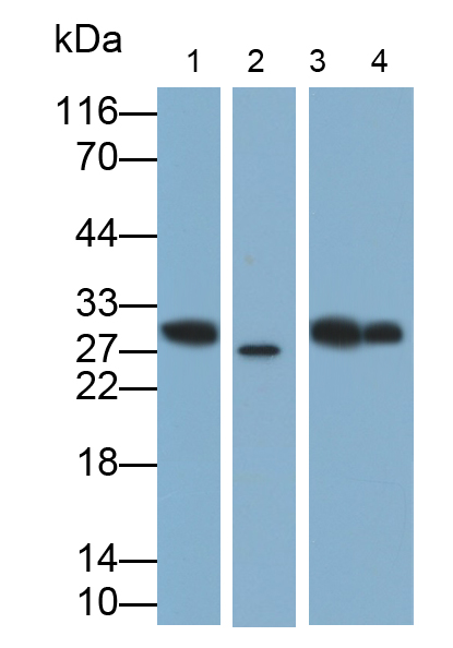 Polyclonal Antibody to High Mobility Group Protein 1 (HMGB1)