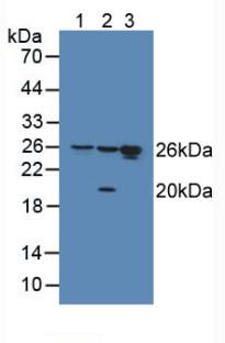 Polyclonal Antibody to High Mobility Group Protein 1 (HMGB1)