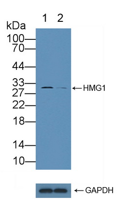 Polyclonal Antibody to High Mobility Group Protein 1 (HMGB1)