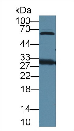 Polyclonal Antibody to High Mobility Group Protein 1 (HMGB1)