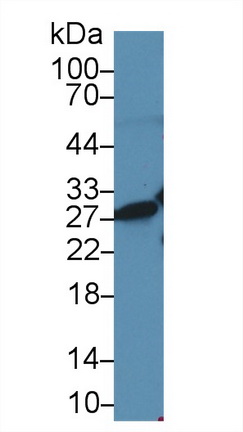 Polyclonal Antibody to High Mobility Group Protein 1 (HMGB1)