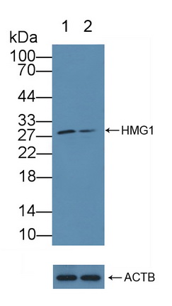 Polyclonal Antibody to High Mobility Group Protein 1 (HMGB1)