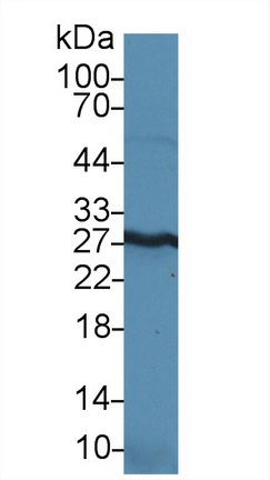 Polyclonal Antibody to High Mobility Group Protein 1 (HMGB1)