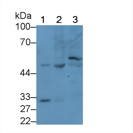 Polyclonal Antibody to Matrix Metalloproteinase 12 (MMP12)