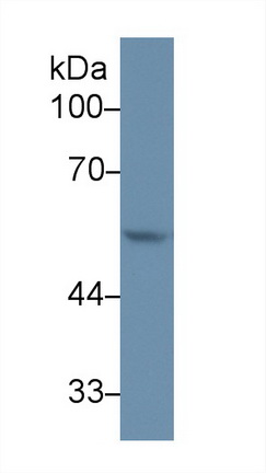 Polyclonal Antibody to Matrix Metalloproteinase 12 (MMP12)