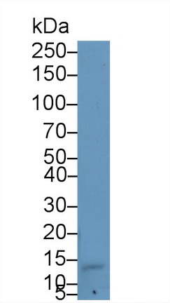 Polyclonal Antibody to Alpha-Hemoglobin Stabilizing Protein (aHSP)