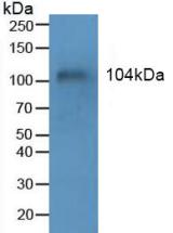 Polyclonal Antibody to Mucin 1 (MUC1)