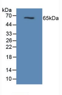 Polyclonal Antibody to Mucin 1 (MUC1)